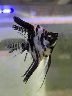 Local bred anglefish