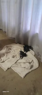 Mini Doberman Puppies