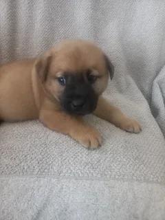 Puppies for sale CHOW CHOW cross