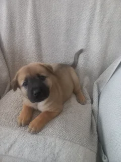 Puppies for sale CHOW CHOW cross