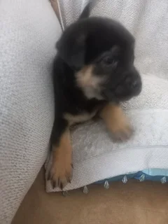 Puppies for sale CHOW CHOW cross