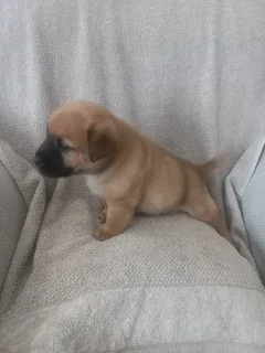 Puppies for sale CHOW CHOW cross