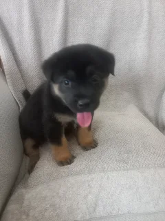 Puppies for sale CHOW CHOW cross