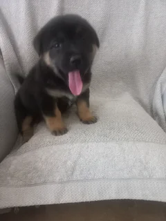 Puppies for sale CHOW CHOW cross