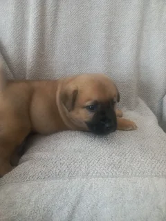 Puppies for sale CHOW CHOW cross