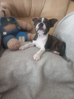 Puppies for sale Boston terriers