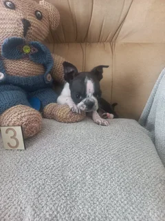 Puppies for sale Boston terriers