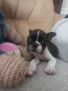 Puppies for sale Boston terriers