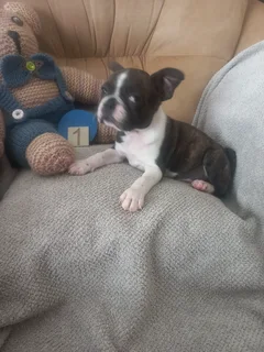 Puppies for sale Boston terriers