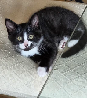Tuxedo Ragdoll cross kitten