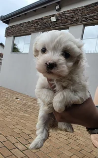MALTESE PUPPIES