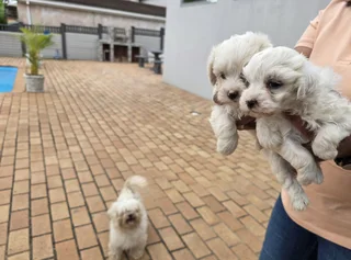 MALTESE PUPPIES