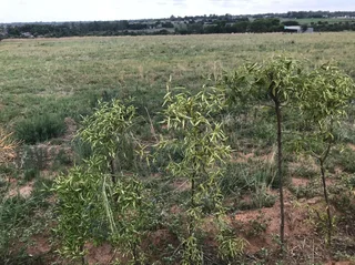 Hammanskraal farm for sale