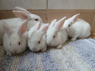 New Zealand White rabbits