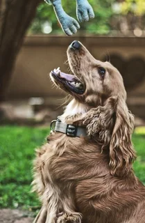 Cocker spaniel Puppies