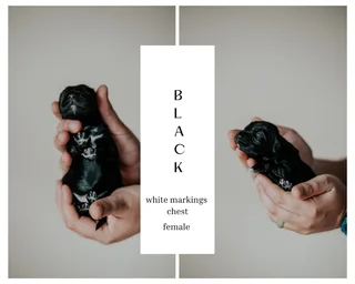 Cocker spaniel Puppies