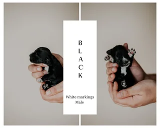 Cocker spaniel Puppies