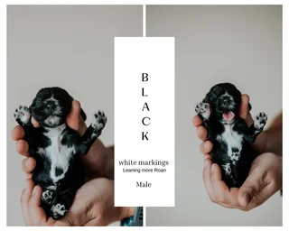 Cocker spaniel Puppies