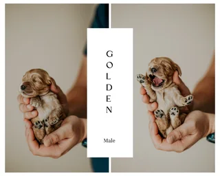 Cocker spaniel Puppies