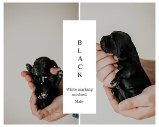 Cocker spaniel Puppies