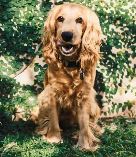 Cocker spaniel Puppies