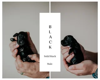 Cocker spaniel Puppies