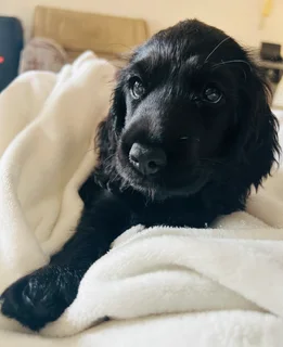 Cocker spaniel Puppies