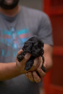 Purebred Cocker spaniel puppies