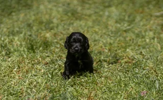 Purebred Cocker spaniel puppies