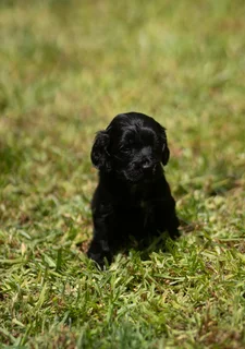 Purebred Cocker spaniel puppies