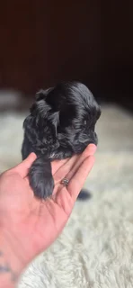 Purebred Cocker spaniel puppies