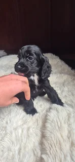 Purebred Cocker spaniel puppies