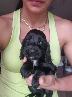 Purebred Cocker spaniel puppies