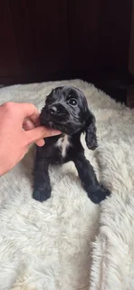 Purebred Cocker spaniel puppies