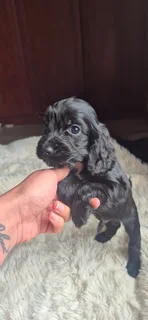 Purebred Cocker spaniel puppies