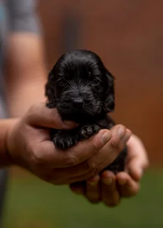 Purebred Cocker spaniel puppies