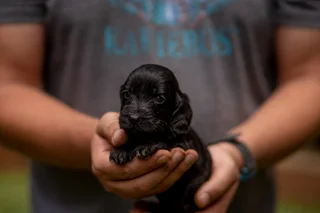 Purebred Cocker spaniel puppies
