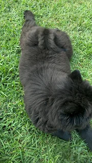 Purebred Chow Chow female puppy