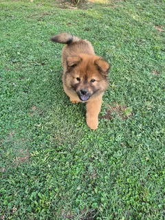 Purebred Chow Chow female puppy