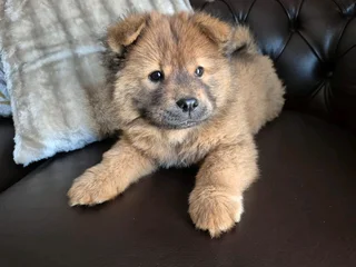 Purebred Chow Chow female puppy