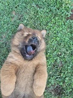 Purebred Chow Chow female puppy