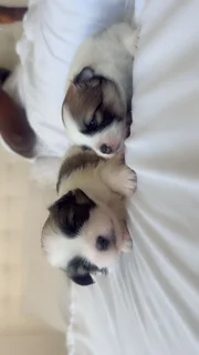 Puppies Available