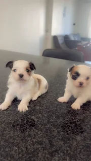 Puppies for adoption