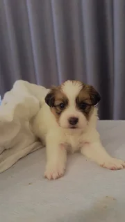 Puppies for adoption