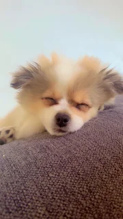 Puppies for adoption