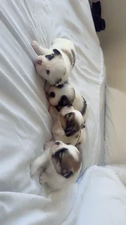 Puppies for adoption