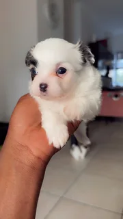 Puppies for adoption