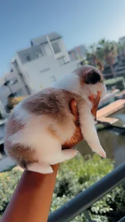 Puppies for adoption