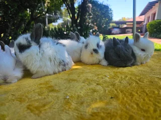 Gorgeous Jersey Wooly Bunnies – Ready 6 December 2025!