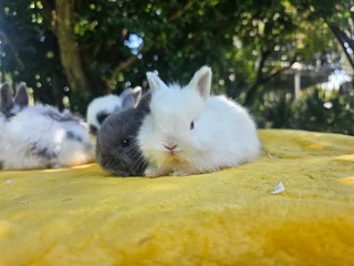 Gorgeous Jersey Wooly Bunnies – Ready 6 December 2025!